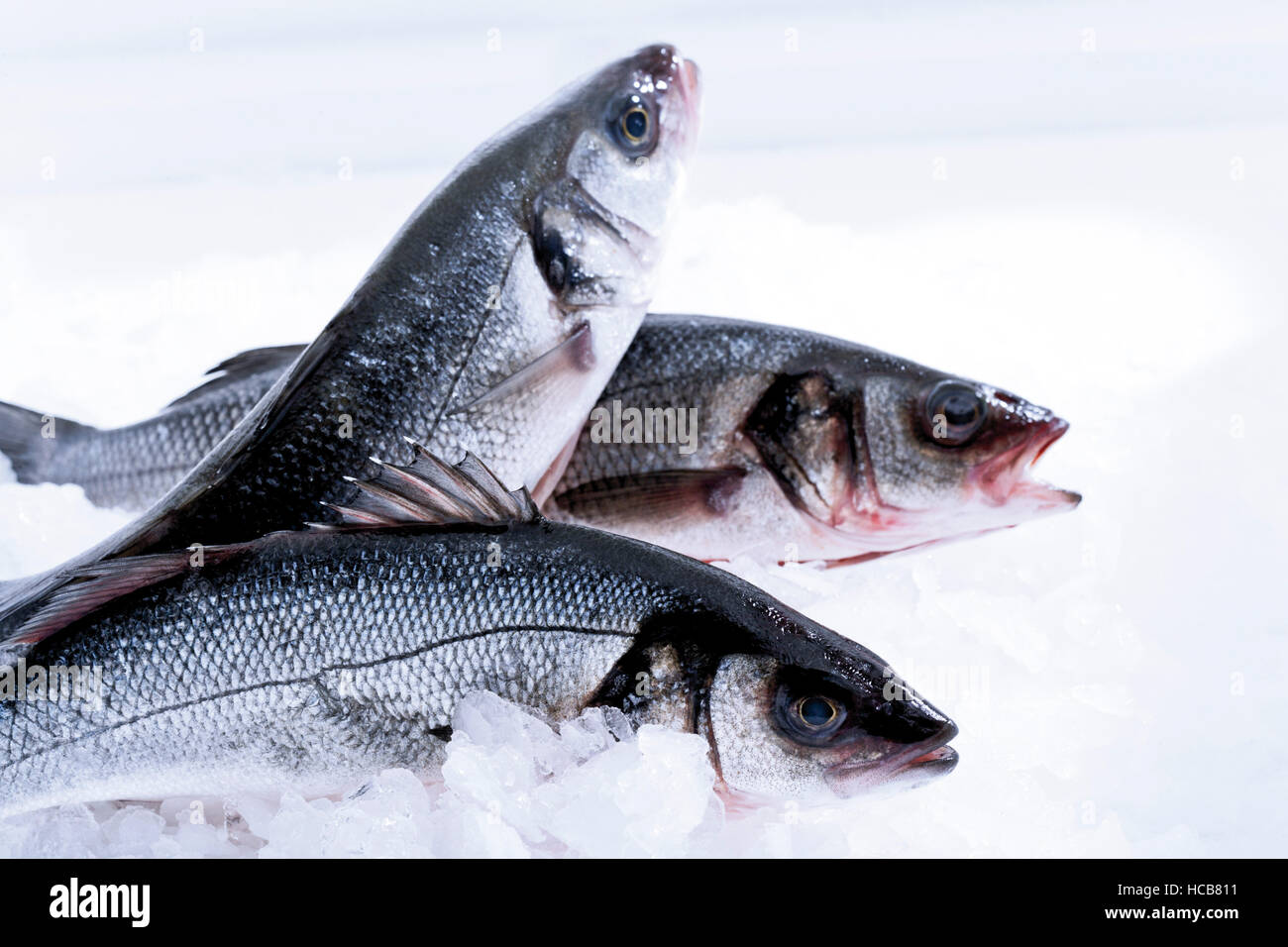 Loup De Mer Auf Deutsch