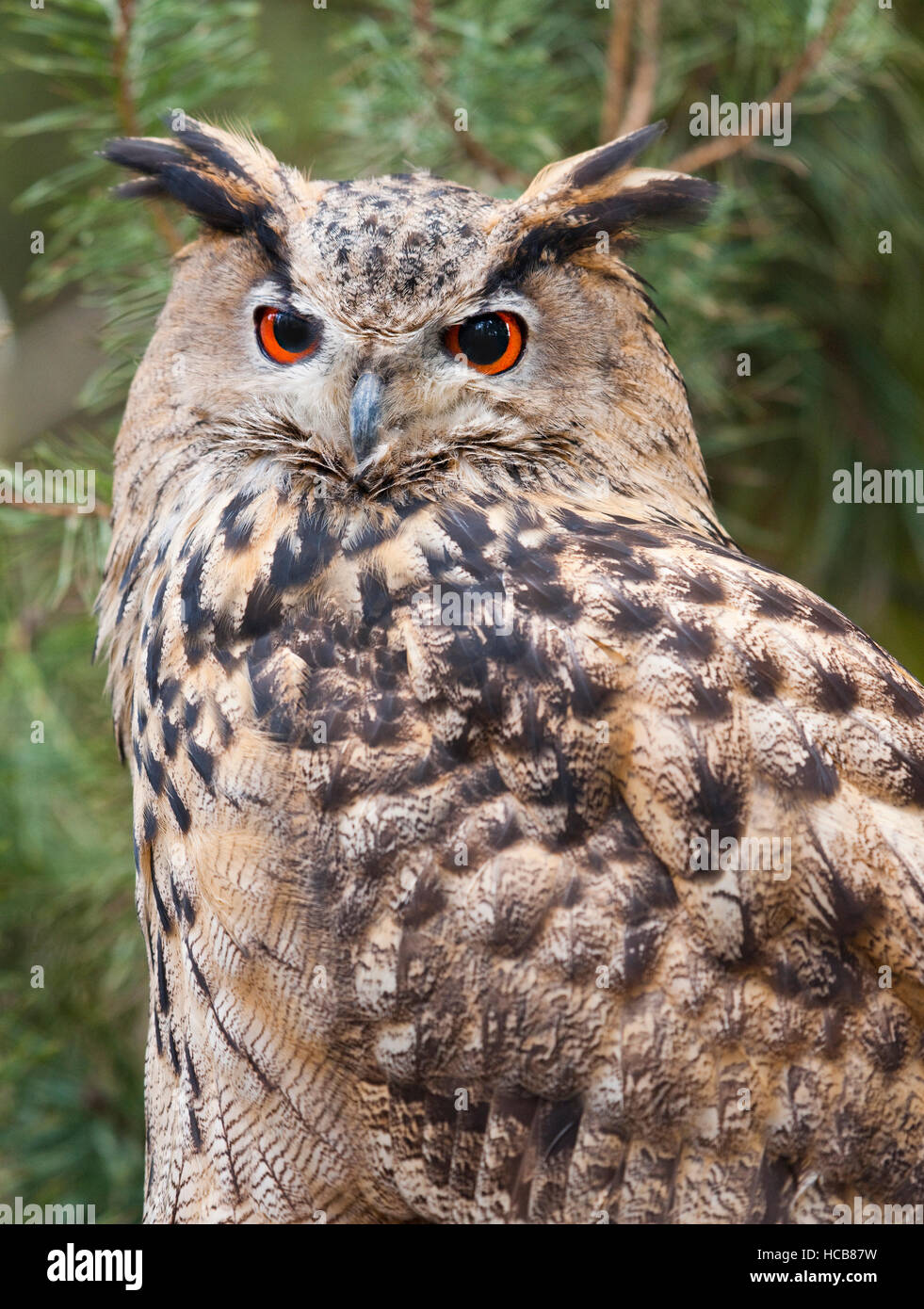 Eurasische Adler-Eule (Bubo Bubo), in Gefangenschaft, Sachsen, Deutschland Stockfoto