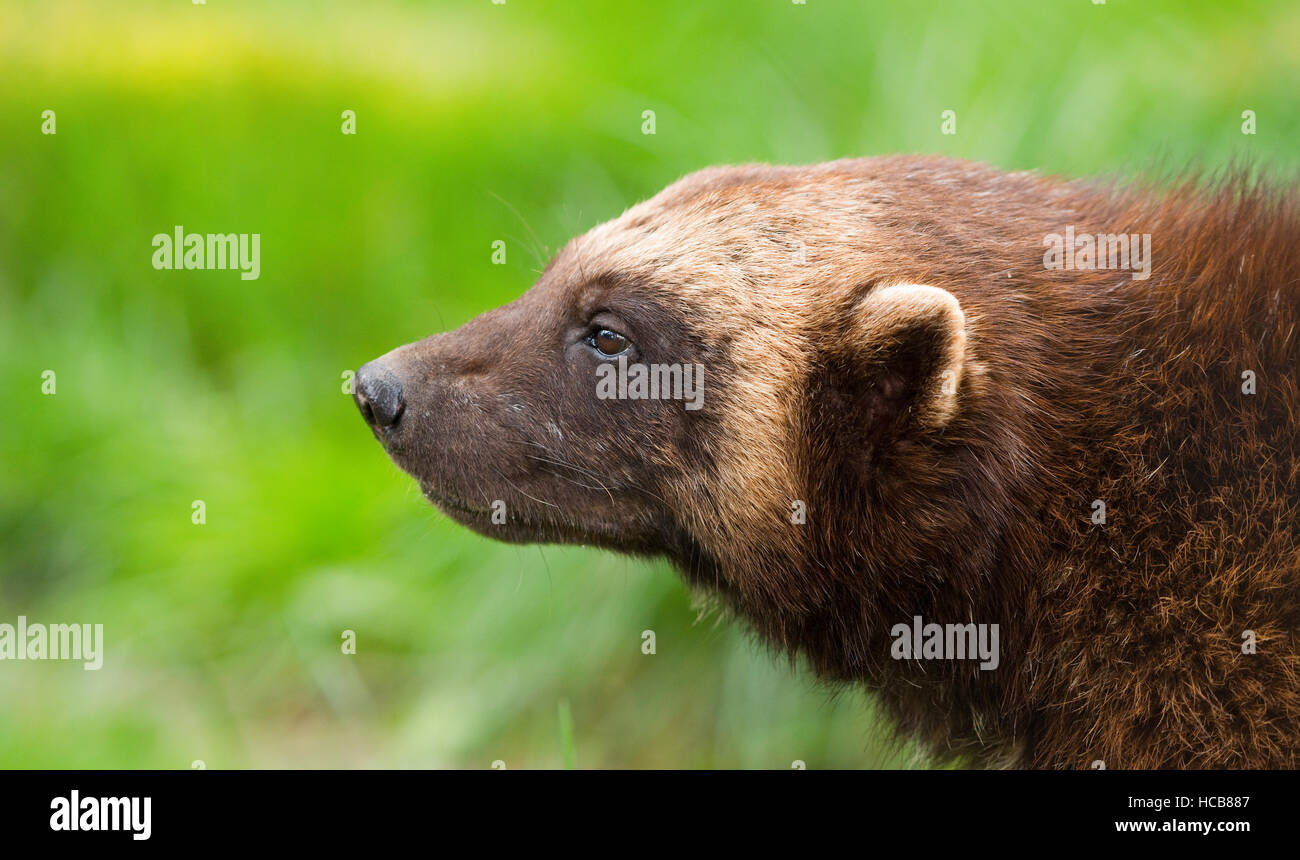 Vielfraß (Gulo Gulo), Porträt, in Gefangenschaft, Deutschland Stockfoto