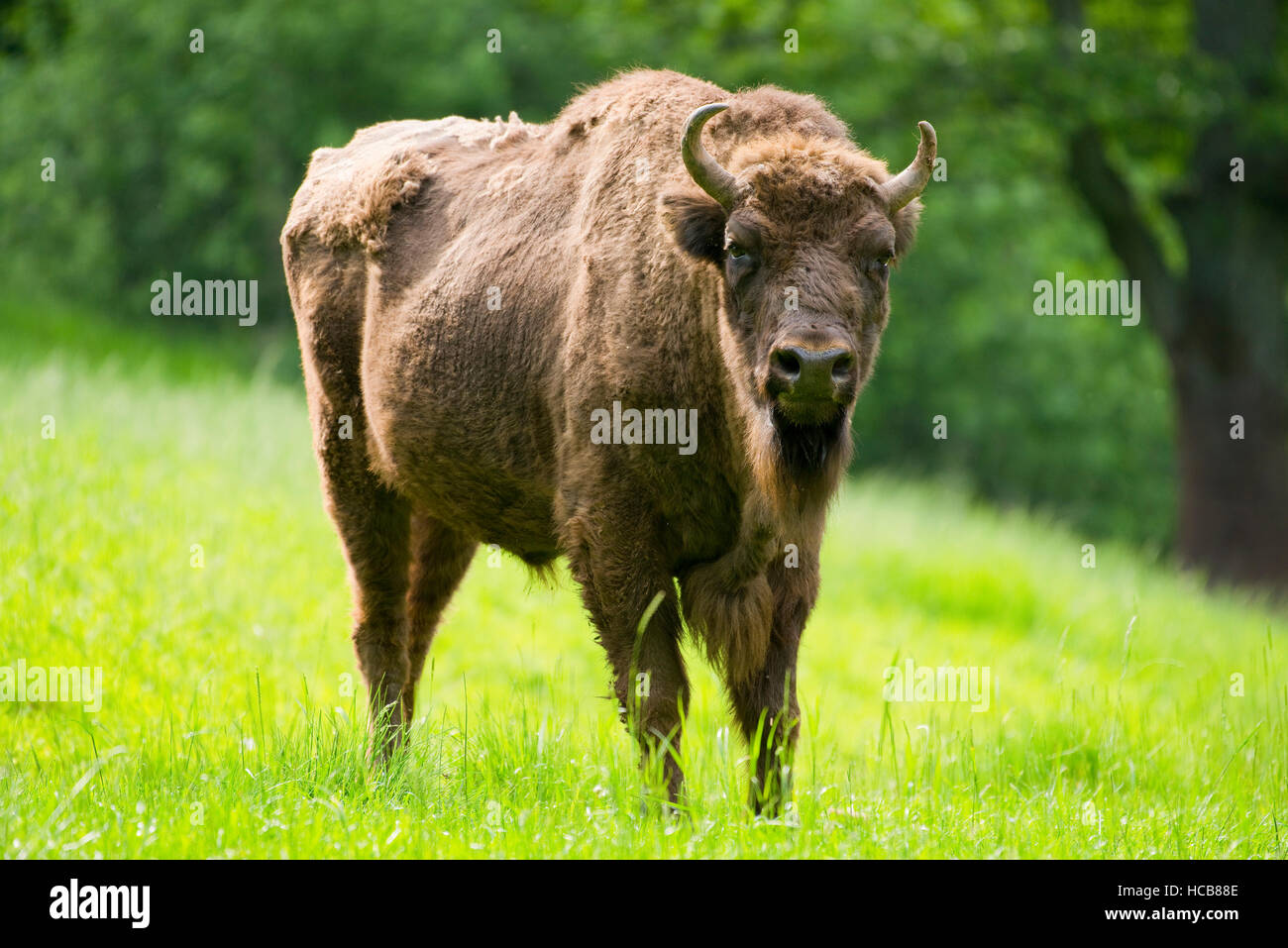 Wisente, Holz Wisente oder Wisent (Bison Bonasus) stehend auf Wiese, capive, Deutschland Stockfoto