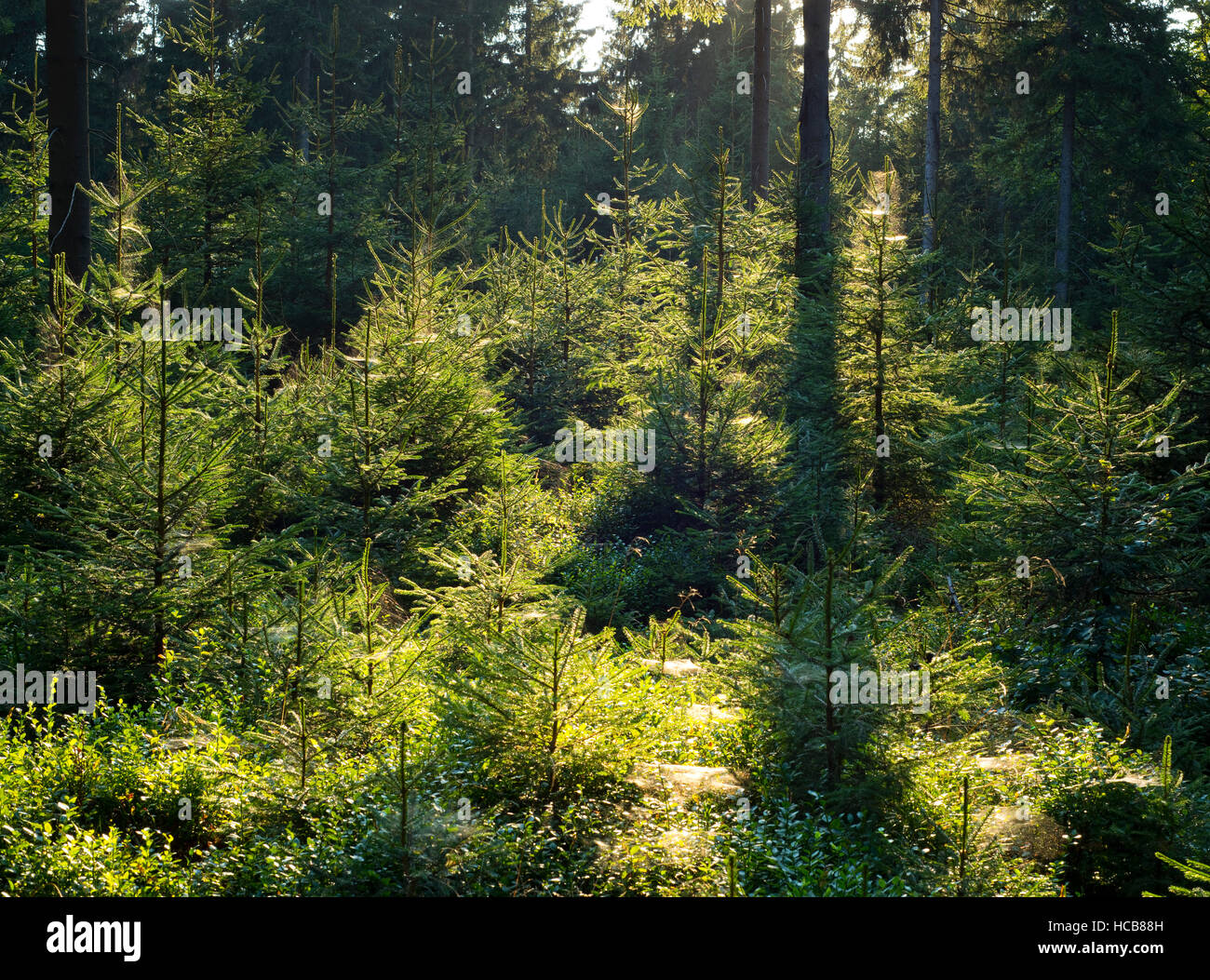 Fichtenwald, Fichte (Picea Abies), Hintergrundbeleuchtung, Thüringer Wald, Thüringen, Deutschland Stockfoto
