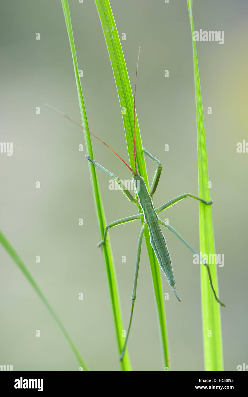 Saga Pedo Bush Cricket (Sago Pedo), weibliche am Grashalm, Provinz Pleven, Bulgarien Stockfoto