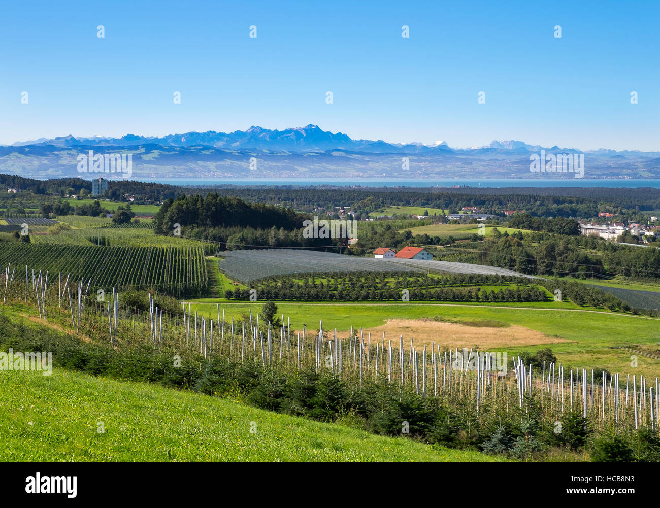 Obst- und Hopfengärten, Tettnang, hinter der Schweizer Alpen, Oberschwaben, Baden-Württemberg, Deutschland Stockfoto