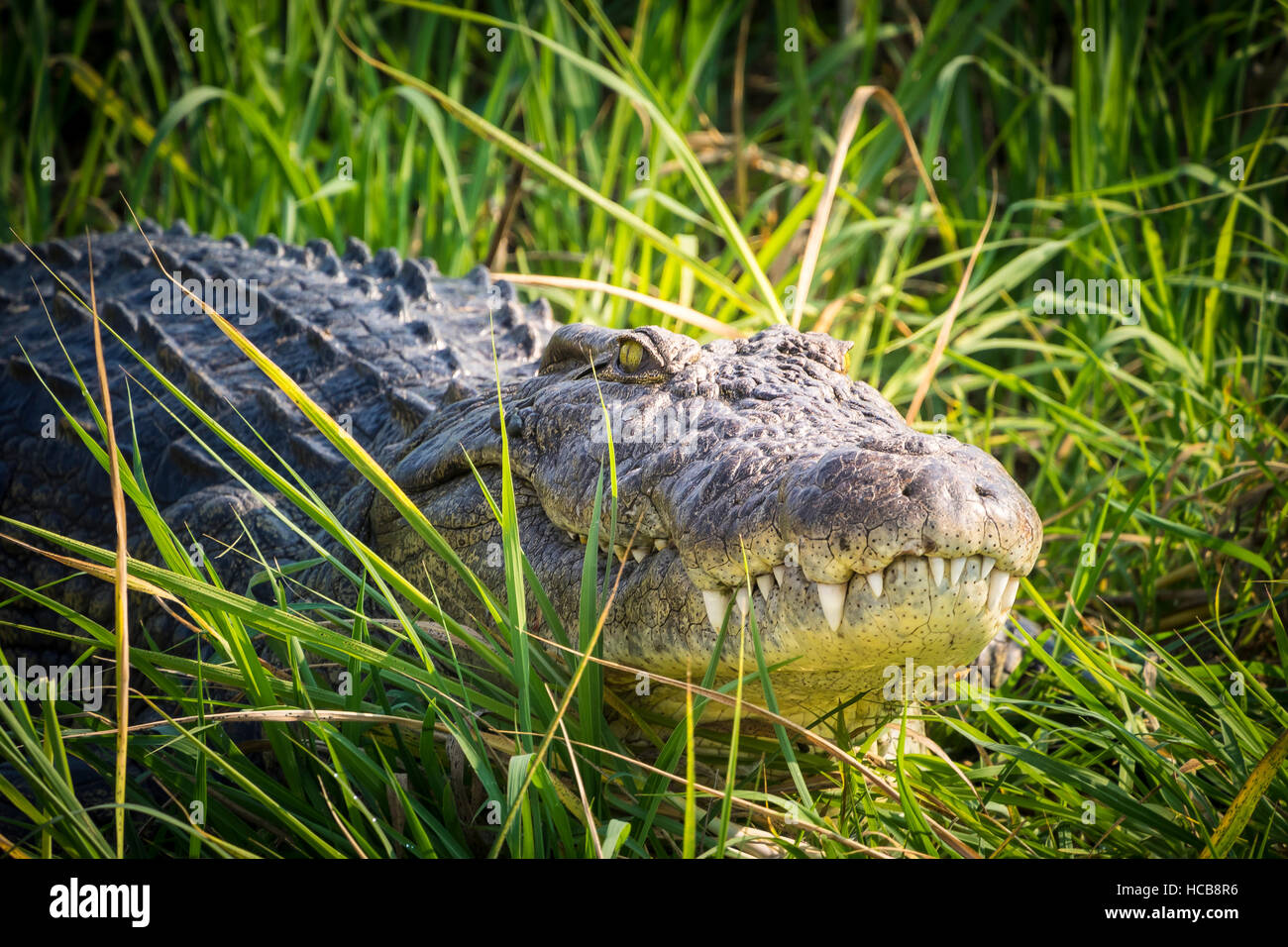 Nil-Krokodil (Crocodylus Niloticus) im Rasen, Okavango Delta, Botswana Stockfoto