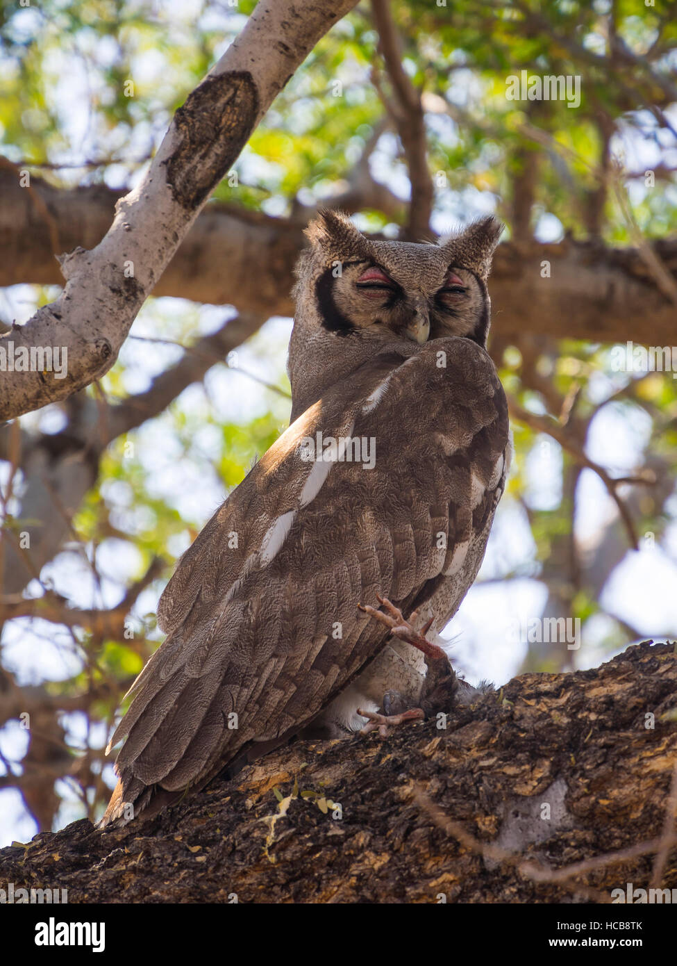 Verreaux Uhu, auch milchig oder riesige Uhu (Bubo Lacteus) sitzt im Baum mit Beute, Okavango Delta, Botswana Stockfoto