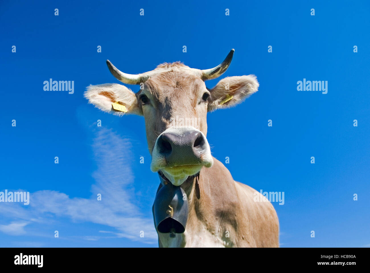Kuh mit einer Kuh-Glocke, Porträt Stockfoto