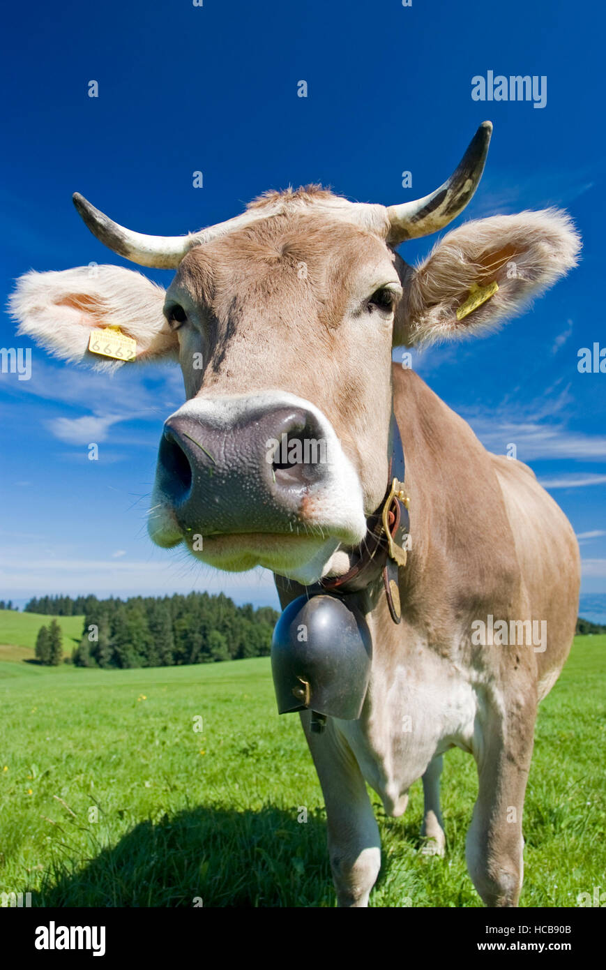 Kuh mit einer Kuh-Glocke, in der Alm Stockfoto