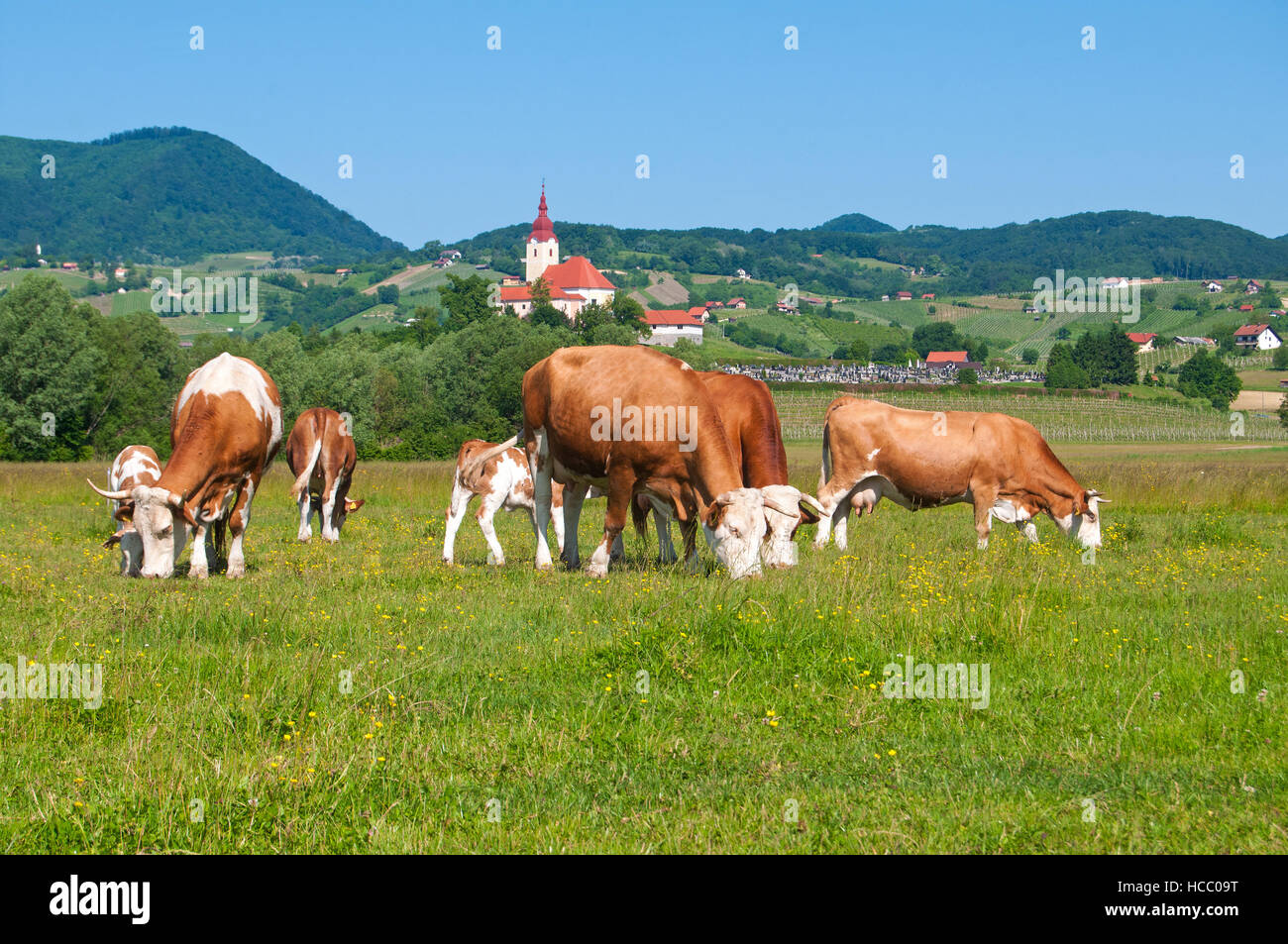 Kuh-Herde Weiden in einem Feld auf einem strahlend sonnigen Sommertag Stockfoto