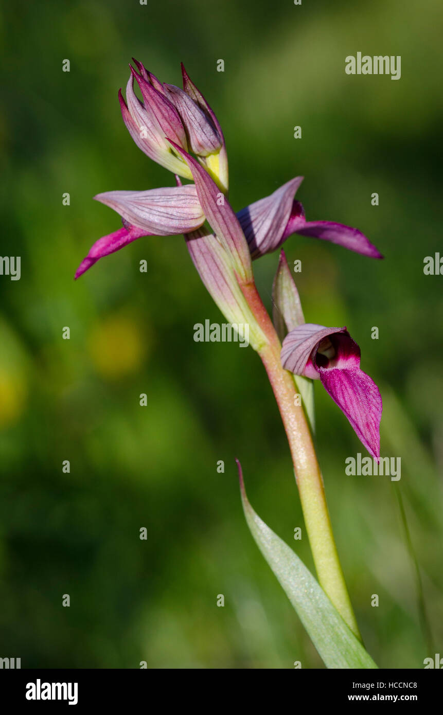 Serapias Lingua. Stockfoto