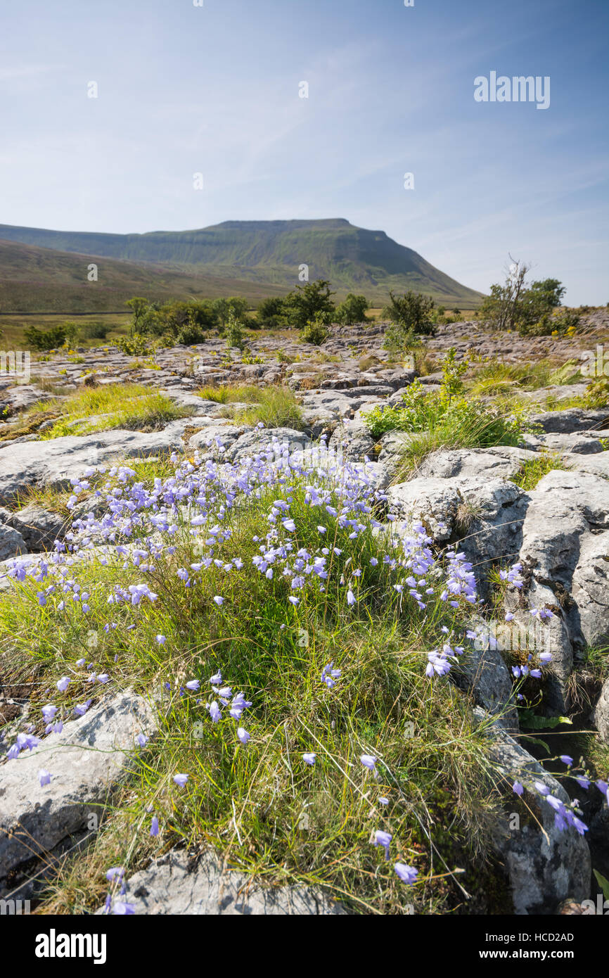 Glockenblumen und Ingleborough in den Yorkshire Dales Stockfoto
