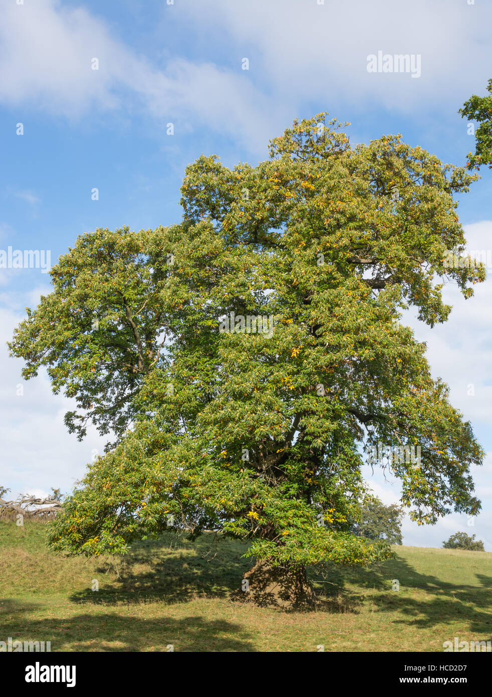Sweet Chestnut Tree - Castanea sativa Stockfoto