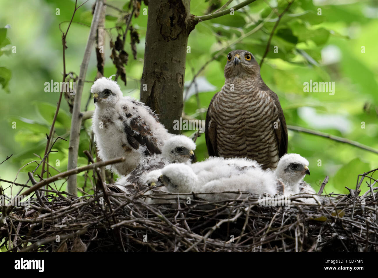 Sperber / Sperber (Accipiter Nisus), erwachsenes Weibchen mit seinen Erwachsenen Küken auf ihre Horst, hoch oben in einem Laubbaum. Stockfoto