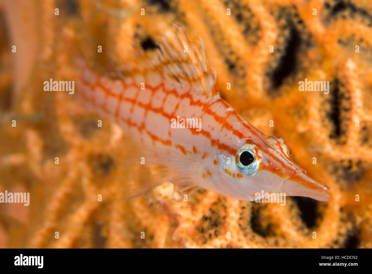 Longnose Hawkfish (Oxycirrhites Typus) Closeup auf Gorgonien Gorgonien (Annella Mollis) differentielle konzentrieren. Stockfoto