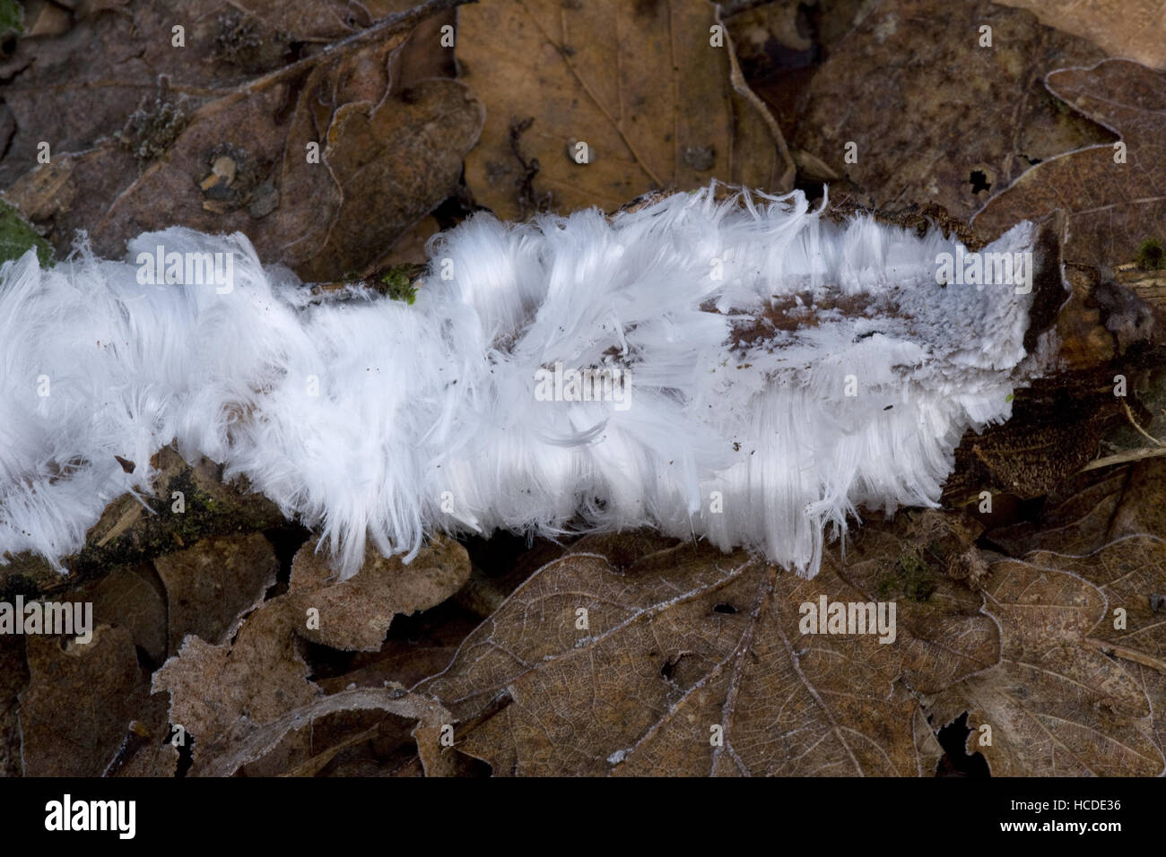 Eis-Wolle oder Haare Eis, Exidiopsis Effusa mitten im Winter in einem Tal in der Nähe von Timberscombe auf Exmoor, Somerset. Stockfoto