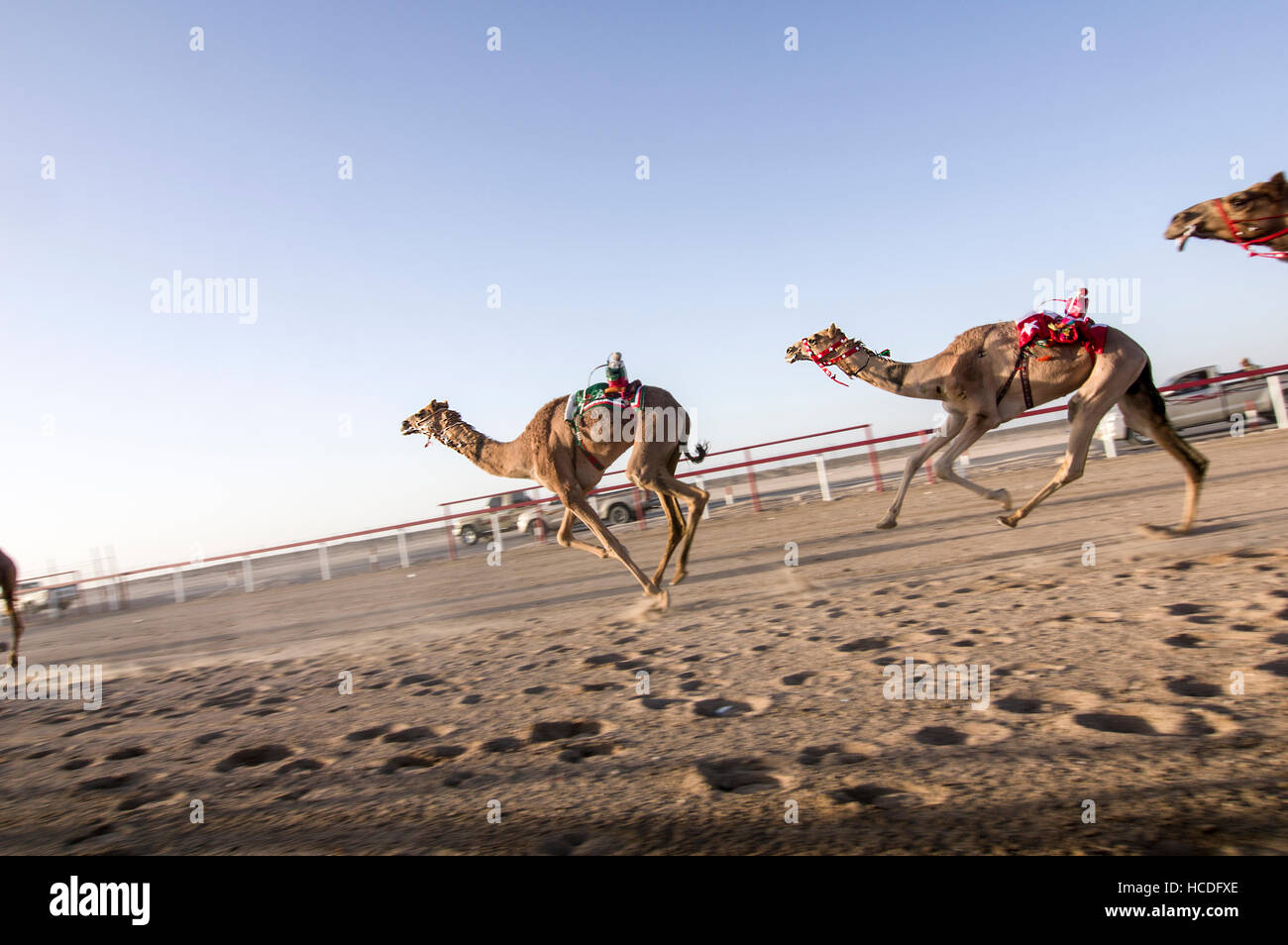 Kamele mit Roboter jockeys im Sattel nähert sich die Ziellinie in einem Kamelrennen in Oman. Dieser alten Sport ist immer noch weit verbreitet Stockfoto