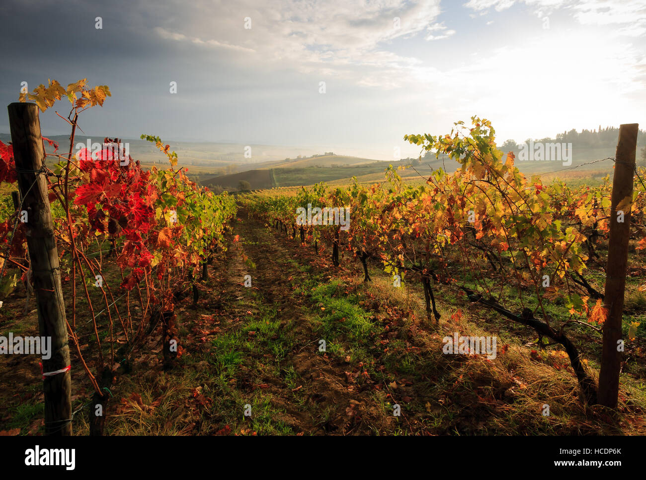 Chianti-Weinberg-Landschaft im Herbst, Toskana, Italien Stockfoto