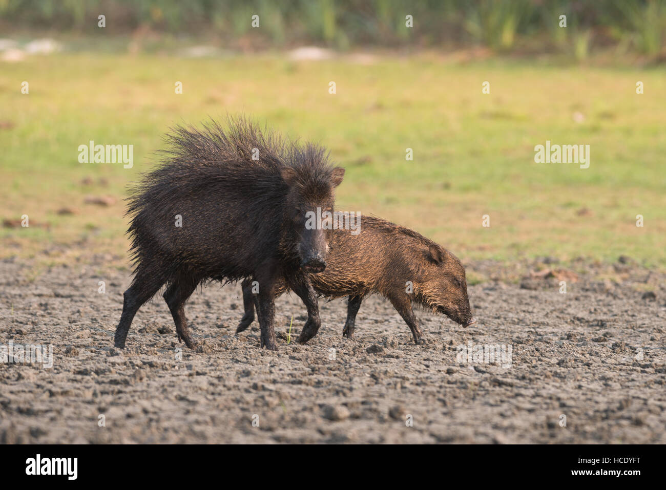Eine Weißlippen-Peccary neben eine junge ein Anzeichen von Aggression durch ihr Fell schüren. Stockfoto