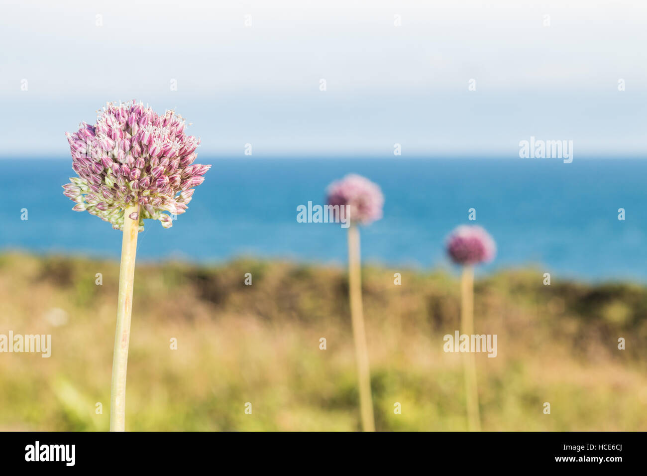 Wild Lauch Allium ampeloprasum, mehrere Pflanzen in Blüte in die Küstengebiete der St. Mary's, Isles of Scilly, Großbritannien, Juli Stockfoto