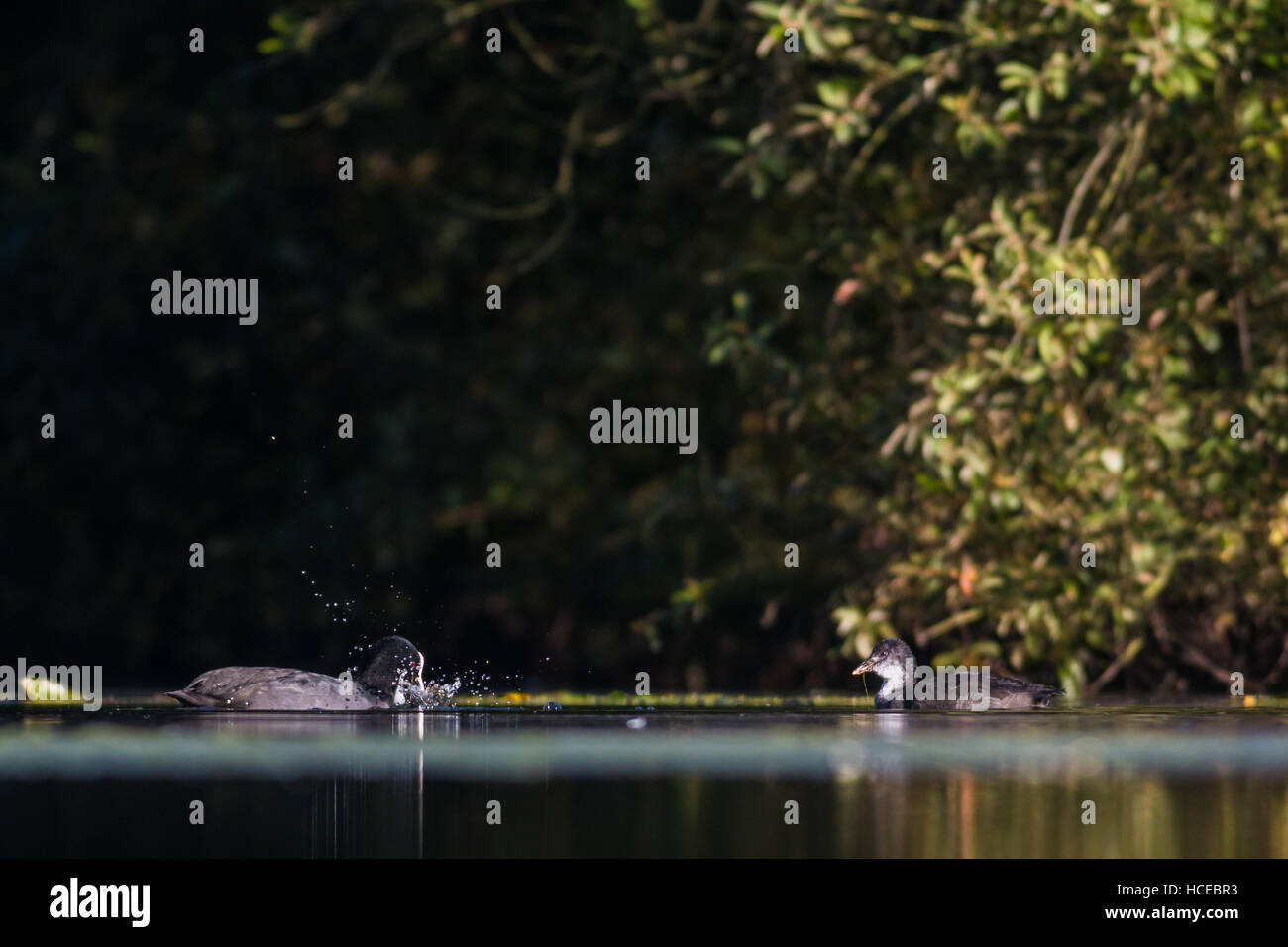 Blässhuhn Fulica Atra, veranschaulicht ein Erwachsener seine jungen ernähren sich von einem ruhigen See vor einem dunklen Hintergrund Waschen von Lebensmitteln im Wasser, Tamworth, Staffordshire, Se Stockfoto