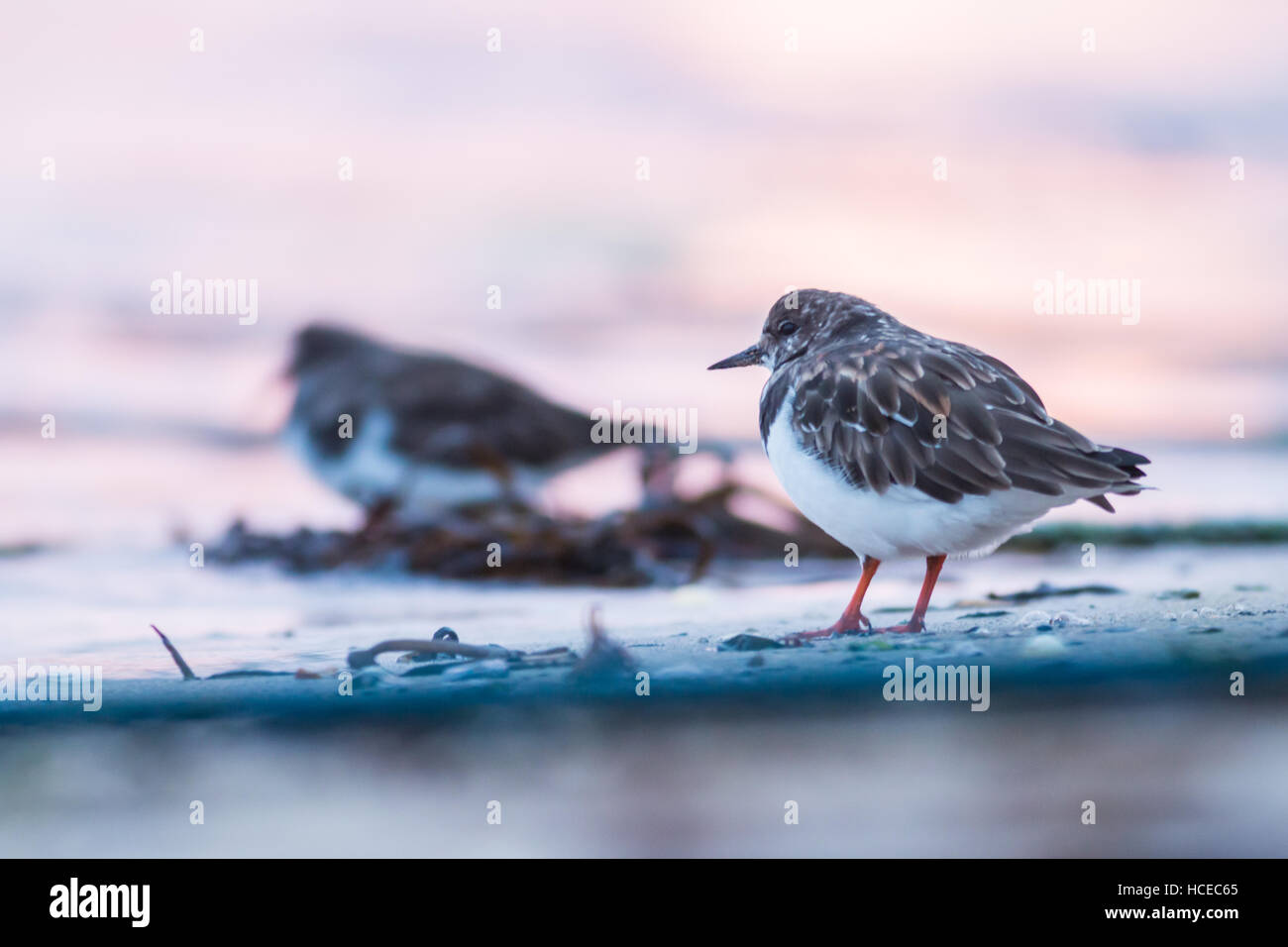 Turnstone Arenaria interpres, am Strand im Morgenlicht, die St Mary's, Isles of Scilly, Großbritannien, Oktober Stockfoto