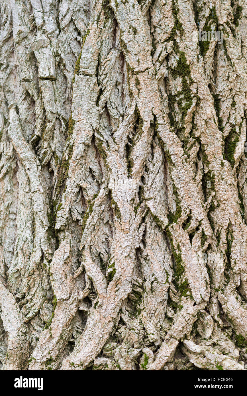 Altes holz Baum Textur Hintergrund Stockfoto