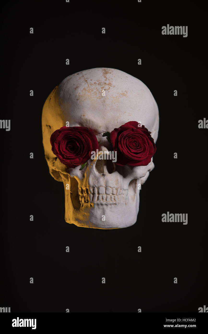 Menschlicher Schädel mit roten Rosen in Augenhöhlen, Studio gedreht auf schwarzem Hintergrund Stockfoto