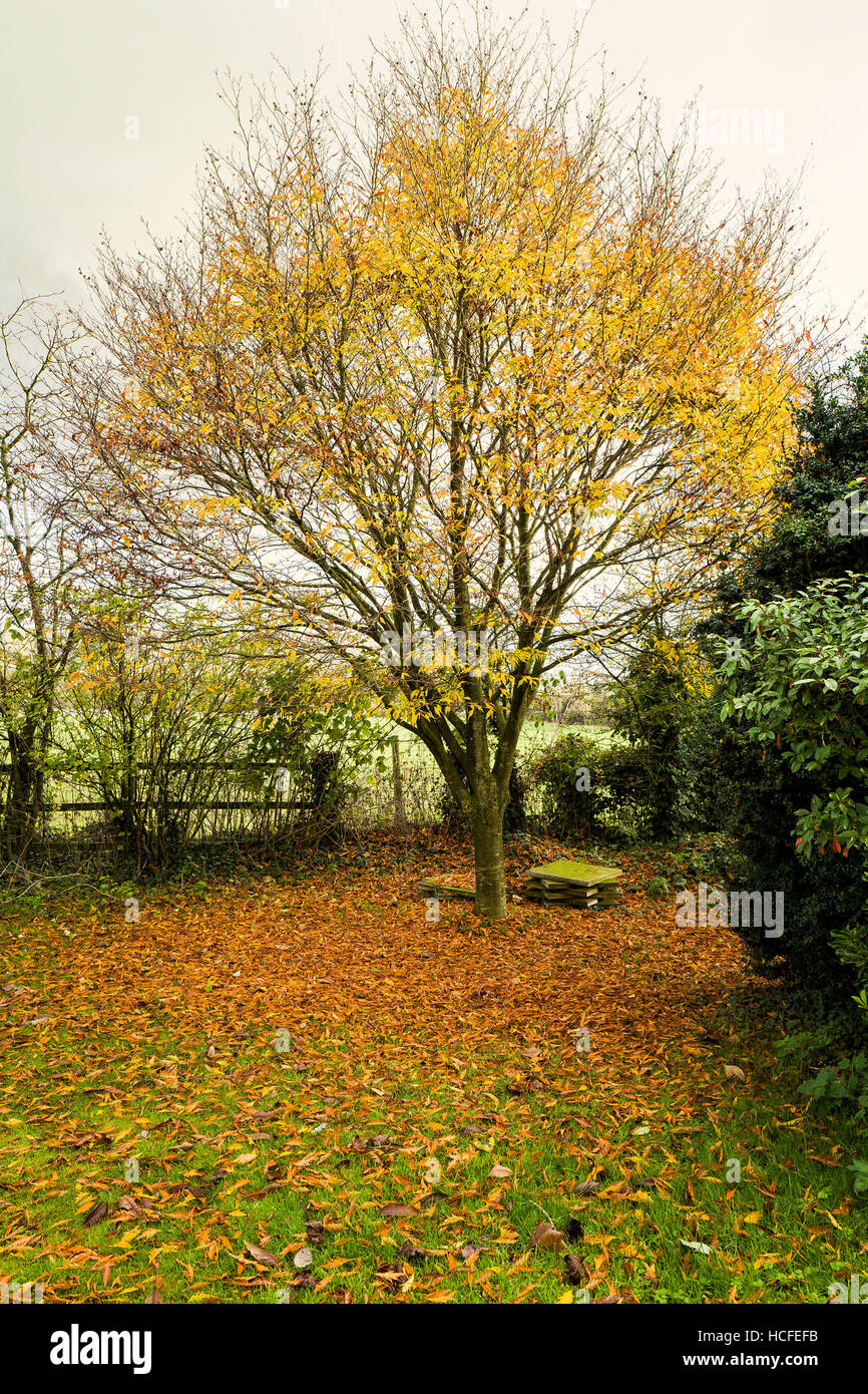 Herbst Blätter fallen von einer ornamentalen Buche in einem englischen Garten Stockfoto