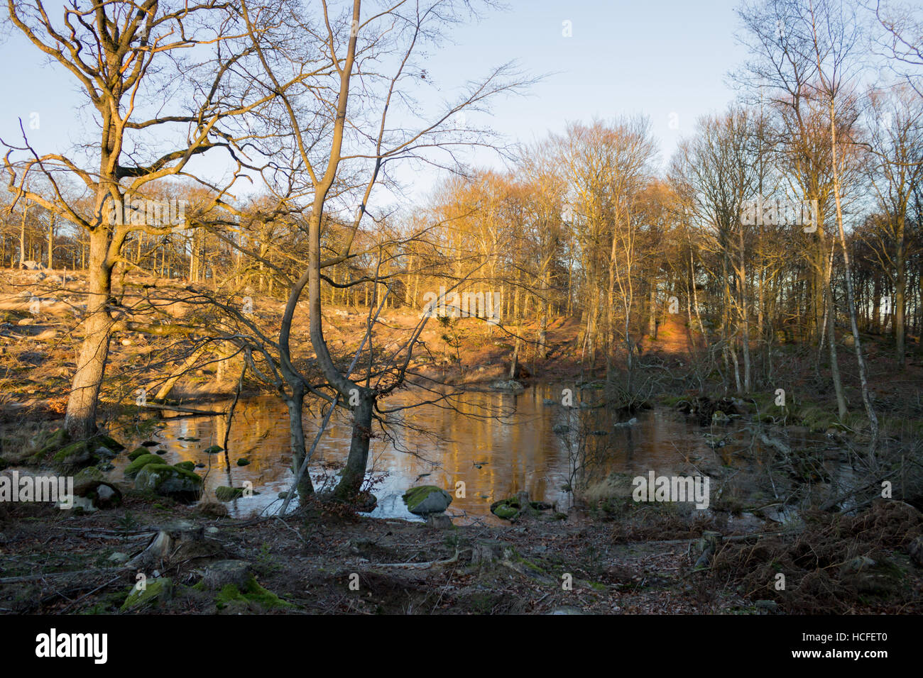 Einen Teich in einem Entwaldung Bereich kurz vor Sonnenuntergang Stockfoto