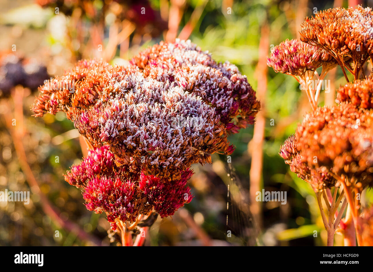 Sedum Spectabile Seedheads mit einer leichten Frost am frühen Morgen Stockfoto