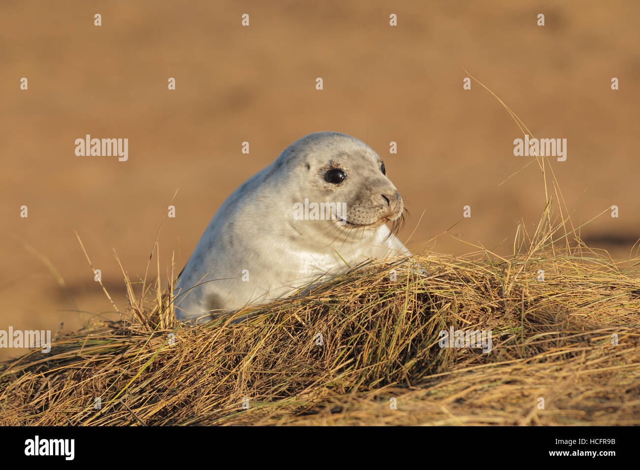 Grey Seal Pup bei Donna Nook, Lincolnshire, UK Stockfoto