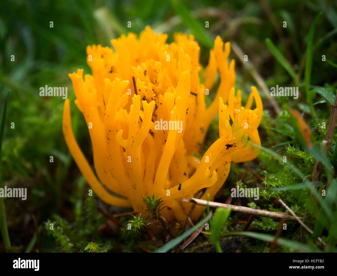 Gelb Stagshorn oder gelbe Geweih Pilz (Calocera Viscosa) auf dem Rasen im Wald, North Yorkshire Stockfoto