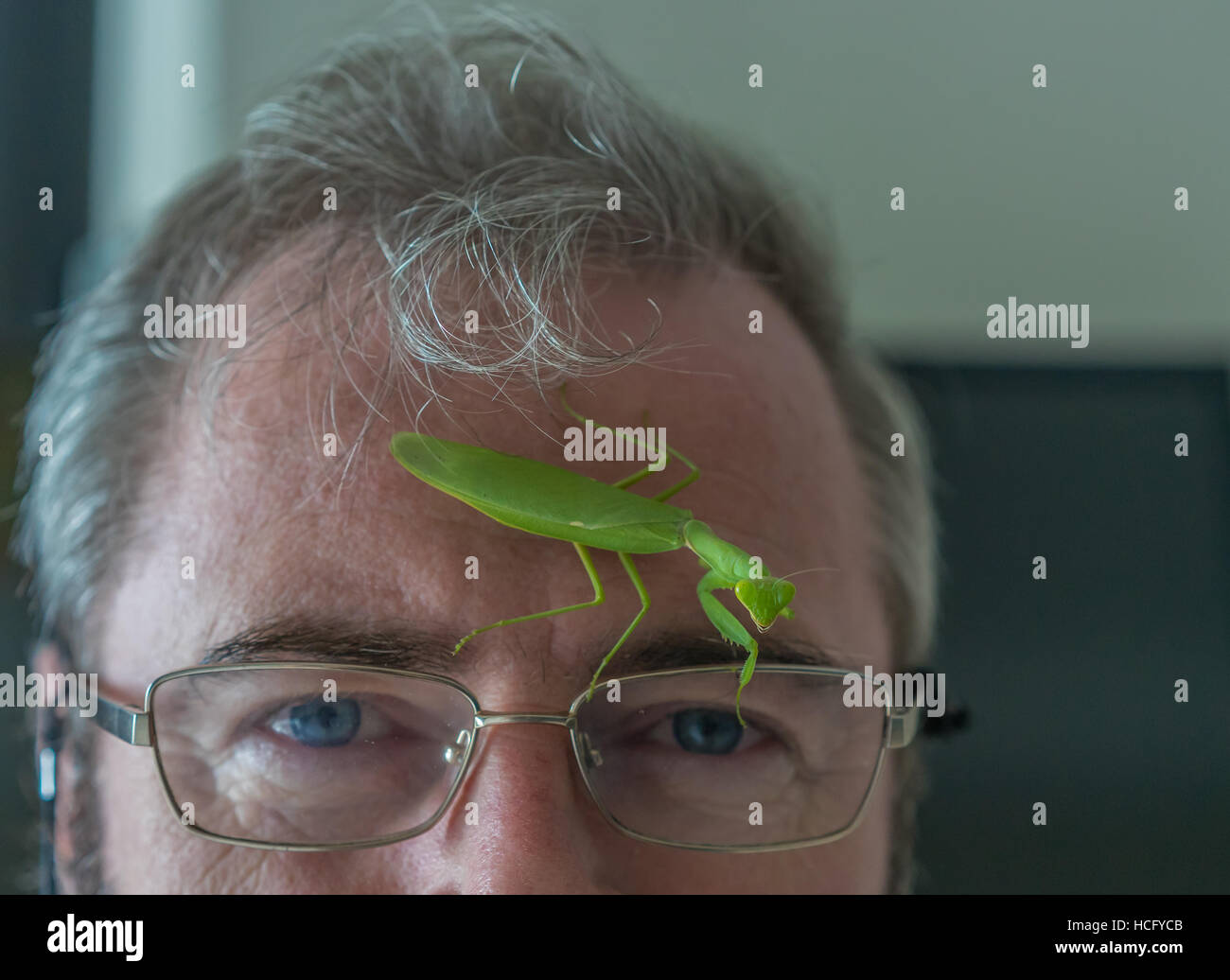 Jagd Mantis auf ein mans Gesicht. Stockfoto