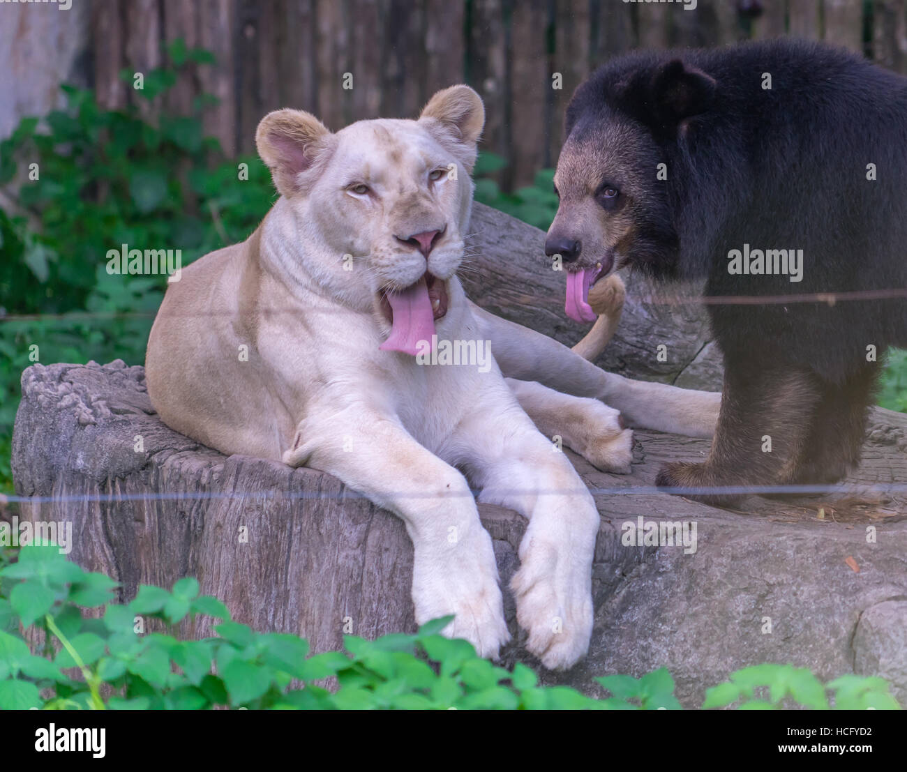 Seltsame Freunde in die Welt der Tiere. Stockfoto