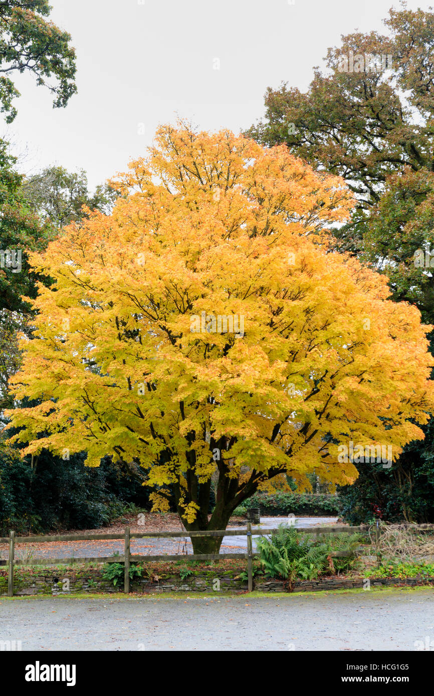 Gelb gold Herbstlaub der japanische Ahorn, Acer Palmatum "Sango Kaku" in The Garden House, Devon Stockfoto