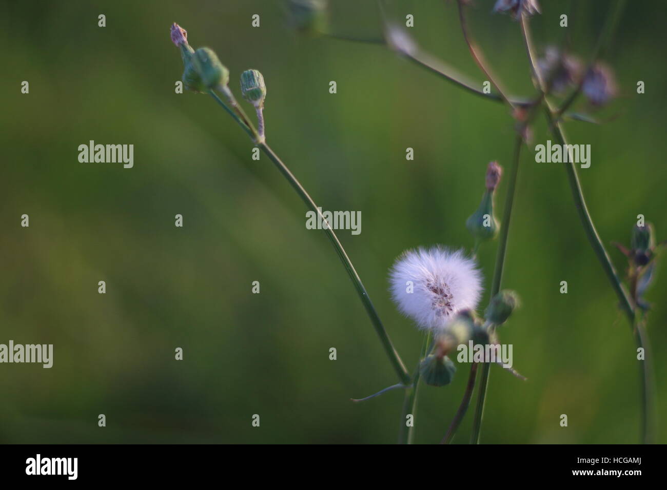 Löwenzahn auf einer grünen aus Fokus Hintergrund Stockfoto