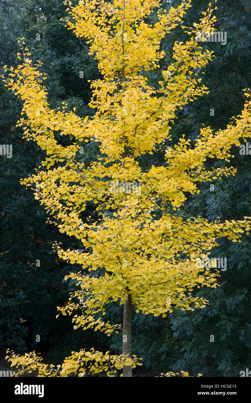 Ginkgo biloba 'Tremonia'. Maindenhair Baum im Herbst Stockfoto