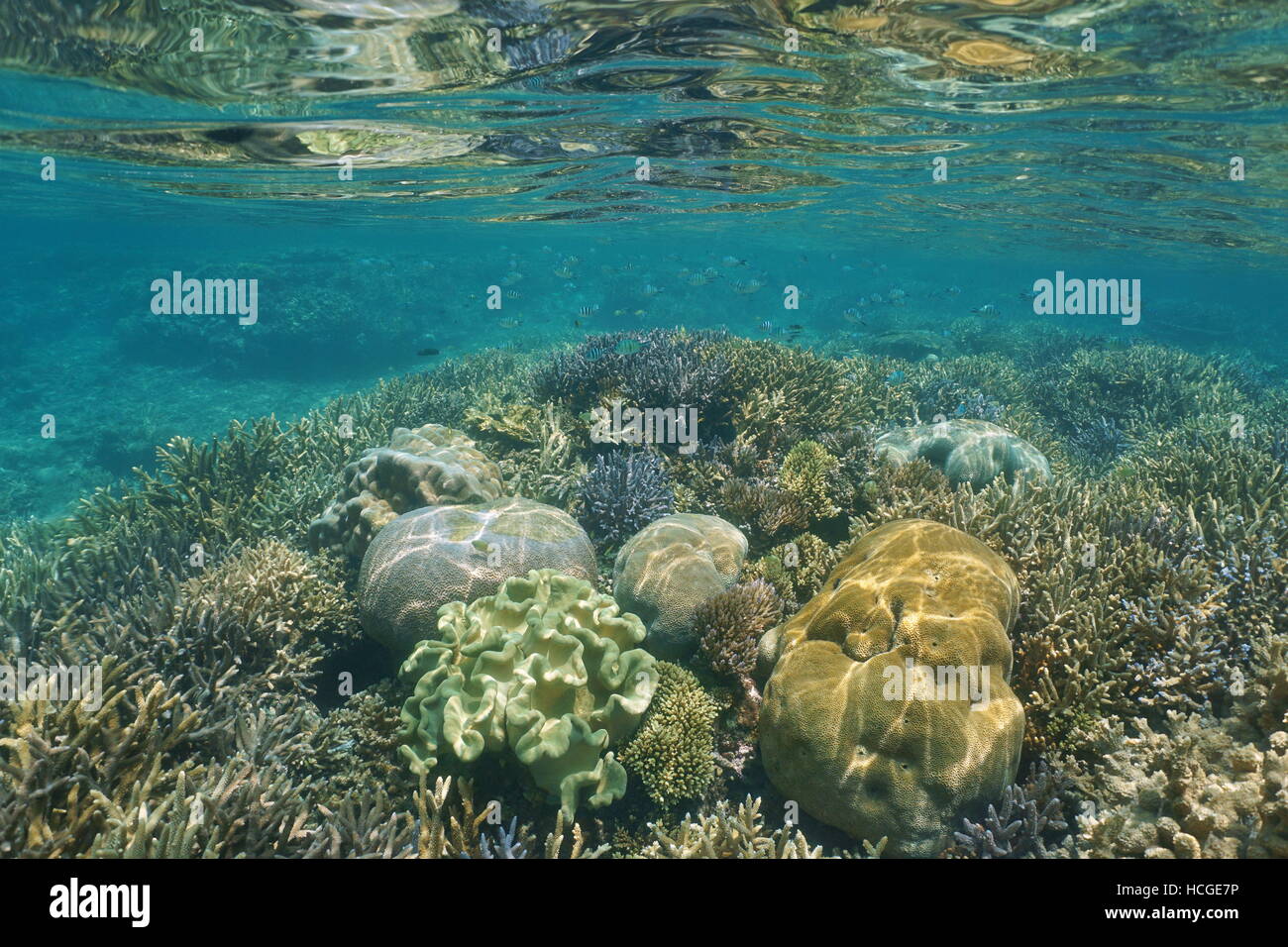 Korallen unter Wasser über ein flaches Riff, Neu-Kaledonien, Süd-Pazifik Stockfoto