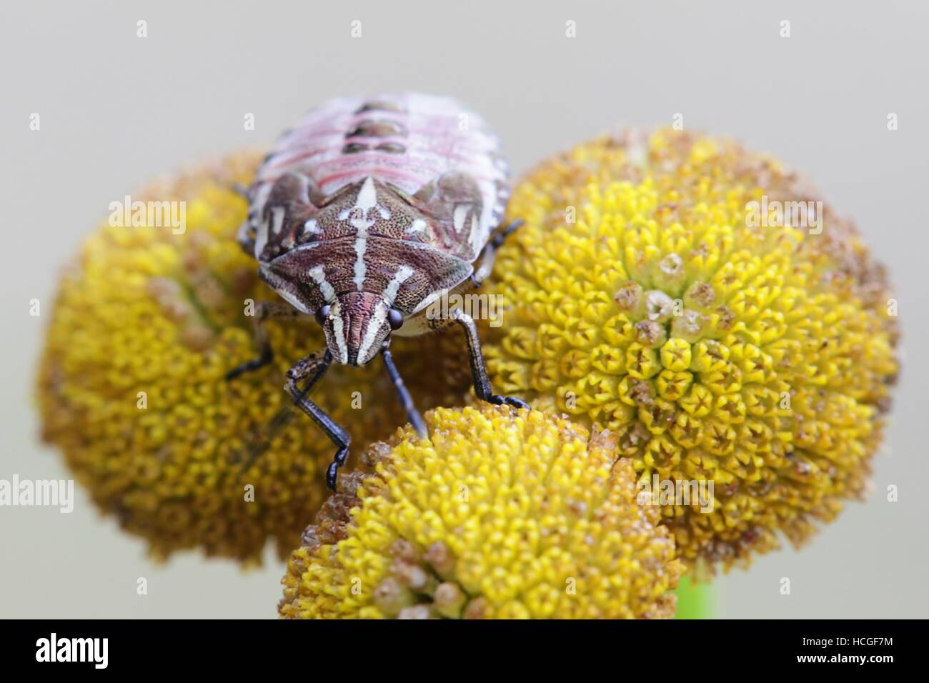 Bug, Carpocoris Purpureipennis, eine landwirtschaftliche Schädlinge zu schützen Stockfoto