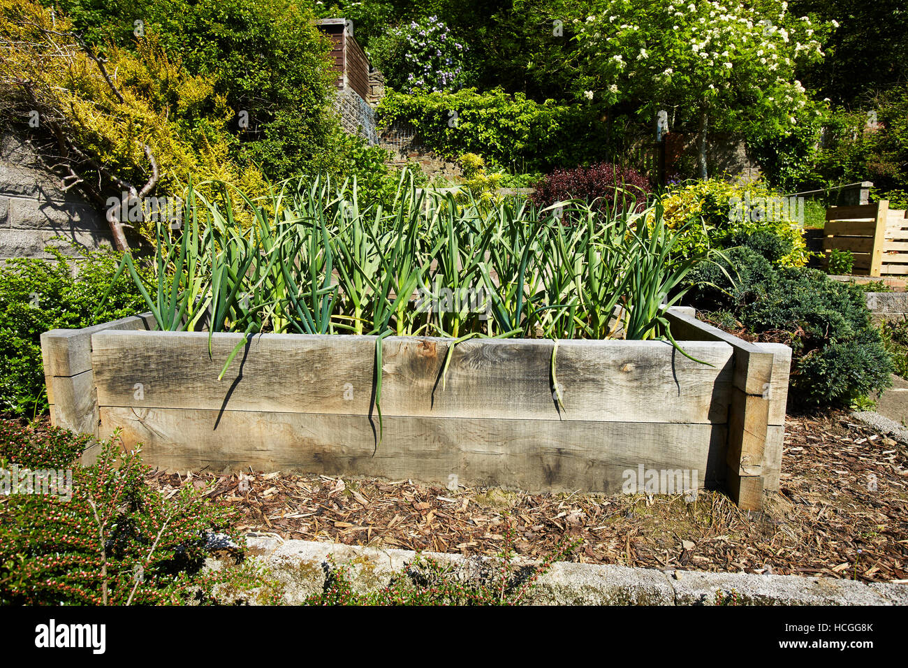 Knoblauch wächst in einem Hochbeet in einem Garten in Wales, UK Stockfoto