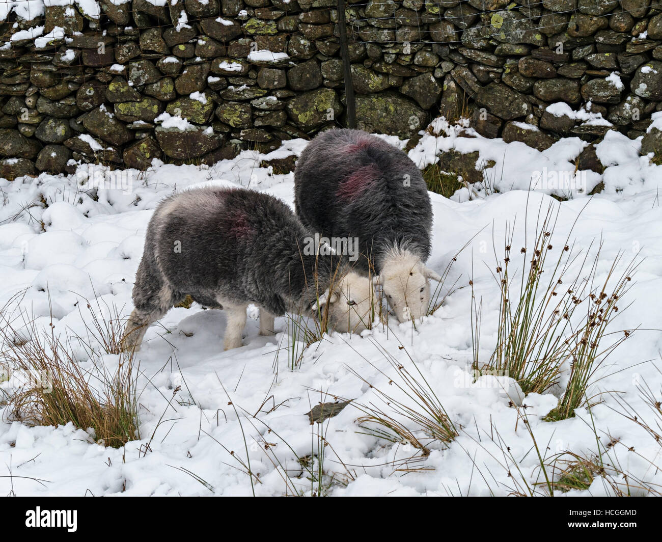 Lakeland Herdwick Schafe auf Nahrungssuche im Schnee, Lake District, Cumbria, England, UK. Stockfoto