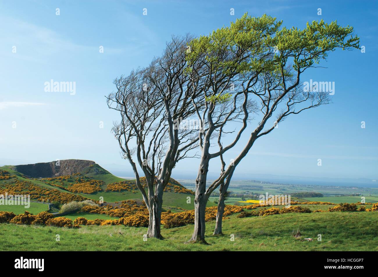 Windgepeitschten Föhren, East Lothian Stockfoto