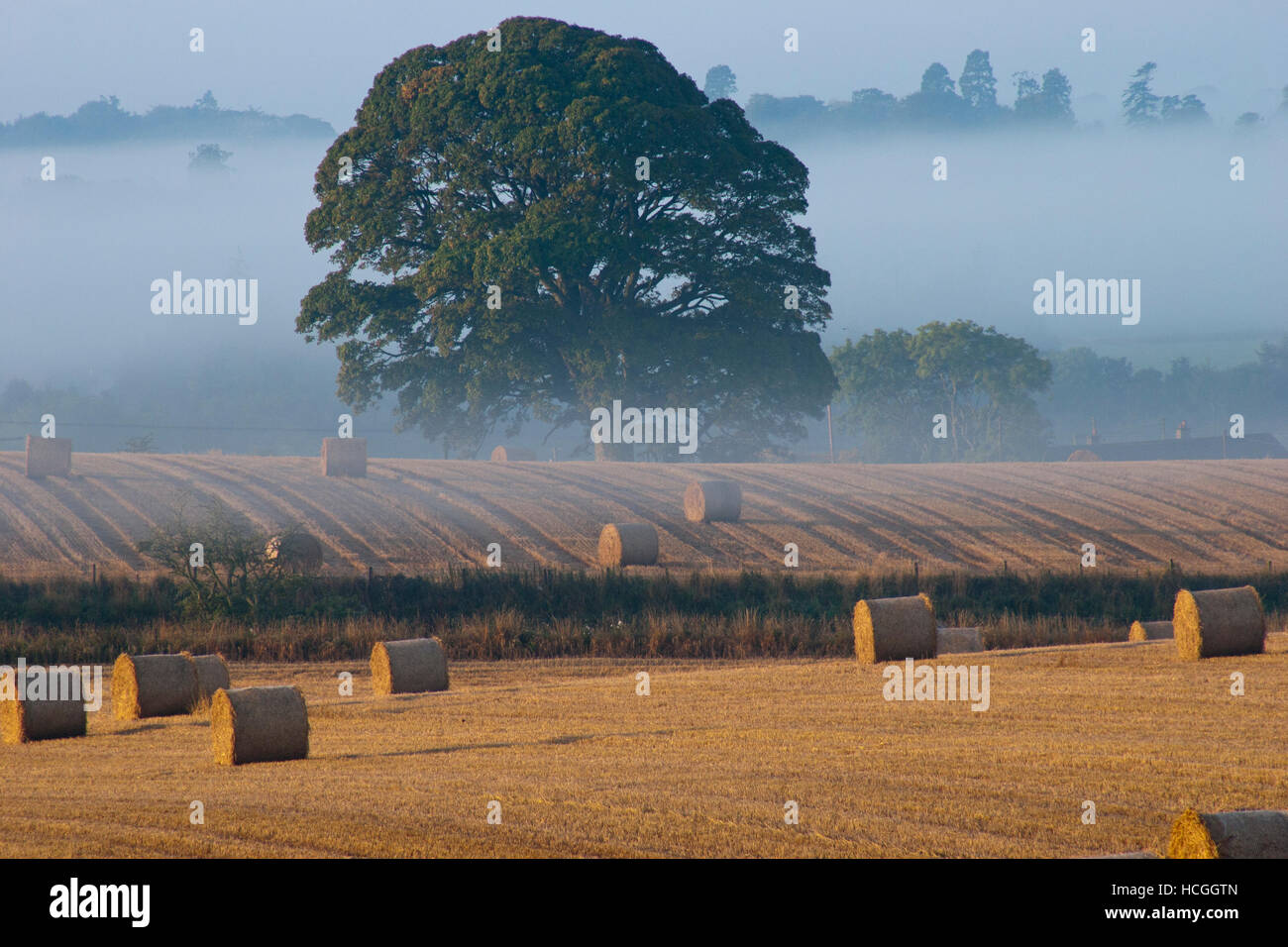 Landschaft Foto von nebligen Herbstmorgen Stockfoto