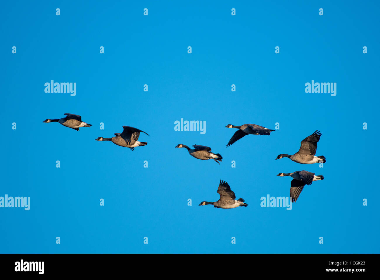 Kanadagänse, (Branta Canadensis).  Los Poblanos Freifläche, Albuquerque, New Mexico, USA. Stockfoto