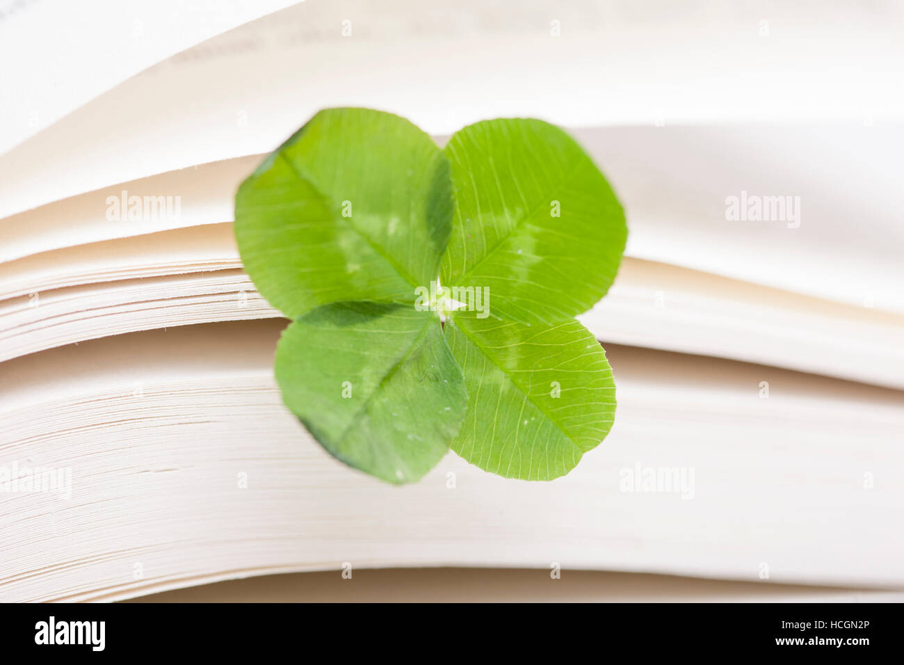 Vierblättriges Kleeblatt auf Buch Stockfoto