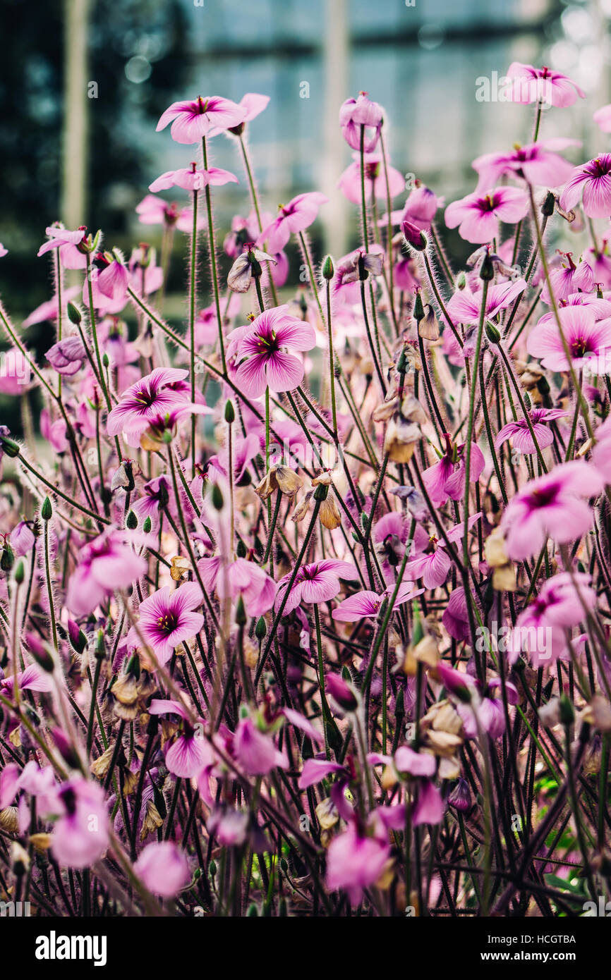 Ein Bündel von lila rosa Blumen blühen. Stockfoto