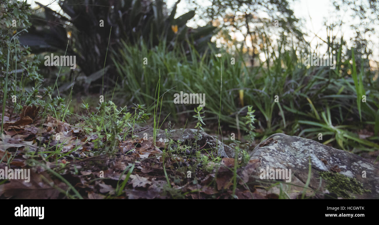 Nahaufnahme der Waldboden Stockfoto