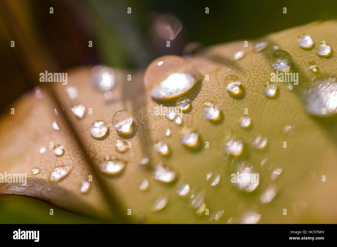 Wassertropfen auf einem Blatt mit gebrochenen Licht und Vene Muster Stockfoto