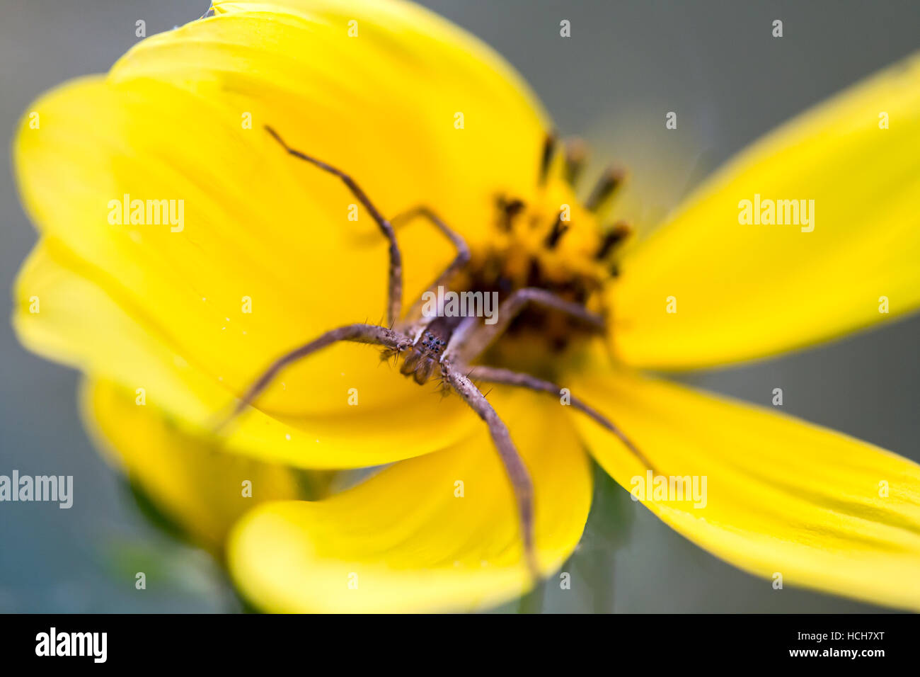 Gesicht auf Ansicht einer Spinne auf einer gelben Blume Biden Stockfoto