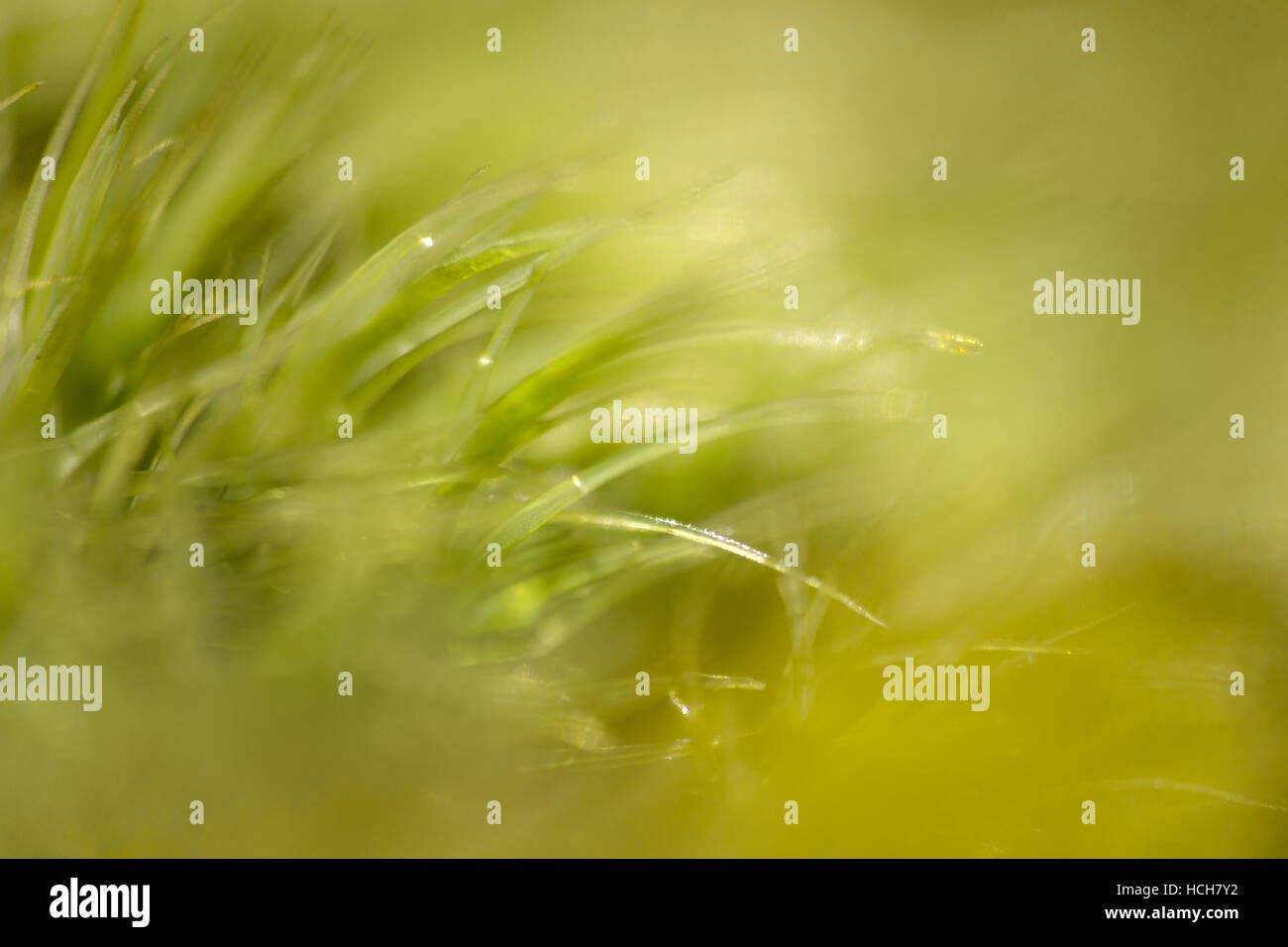 Makro von grünem Moos mit Bögen und Licht Stockfoto