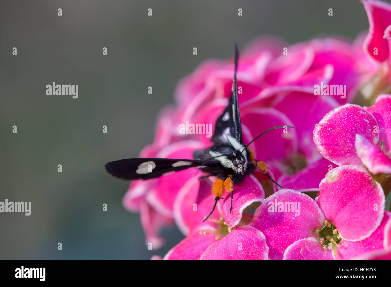 Acht entdeckt Forrester Schmetterling mit weißen Flecken und orange Beine auf einer Blume rosa Kalenchoe mit grünlichen Hintergrund Stockfoto